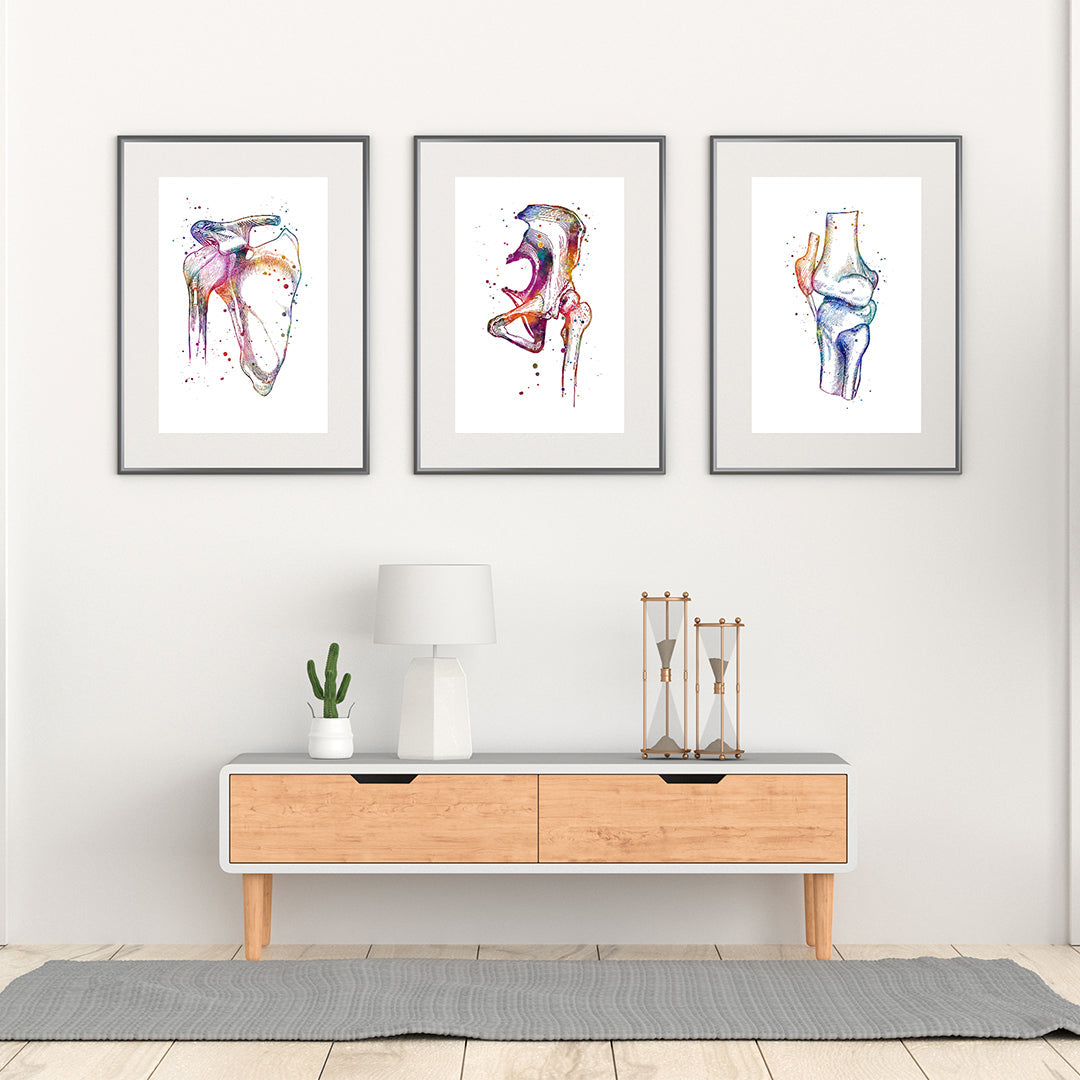 Shoulder Hip and Knee Joint - Set of 3 Prints