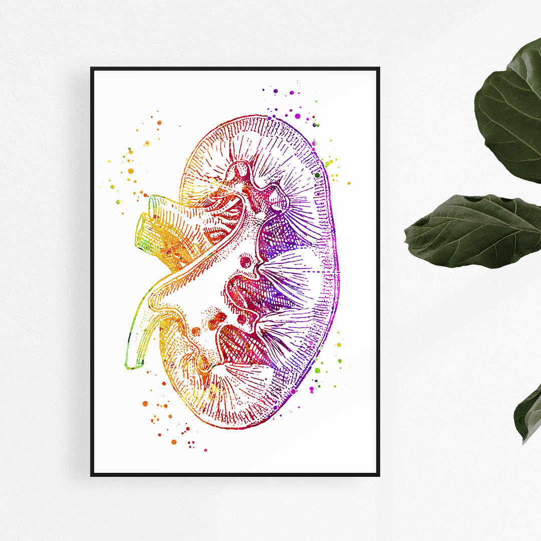 Watercolor kidney art poster, perfect decor for urology and nephrology clinics, blending science and art