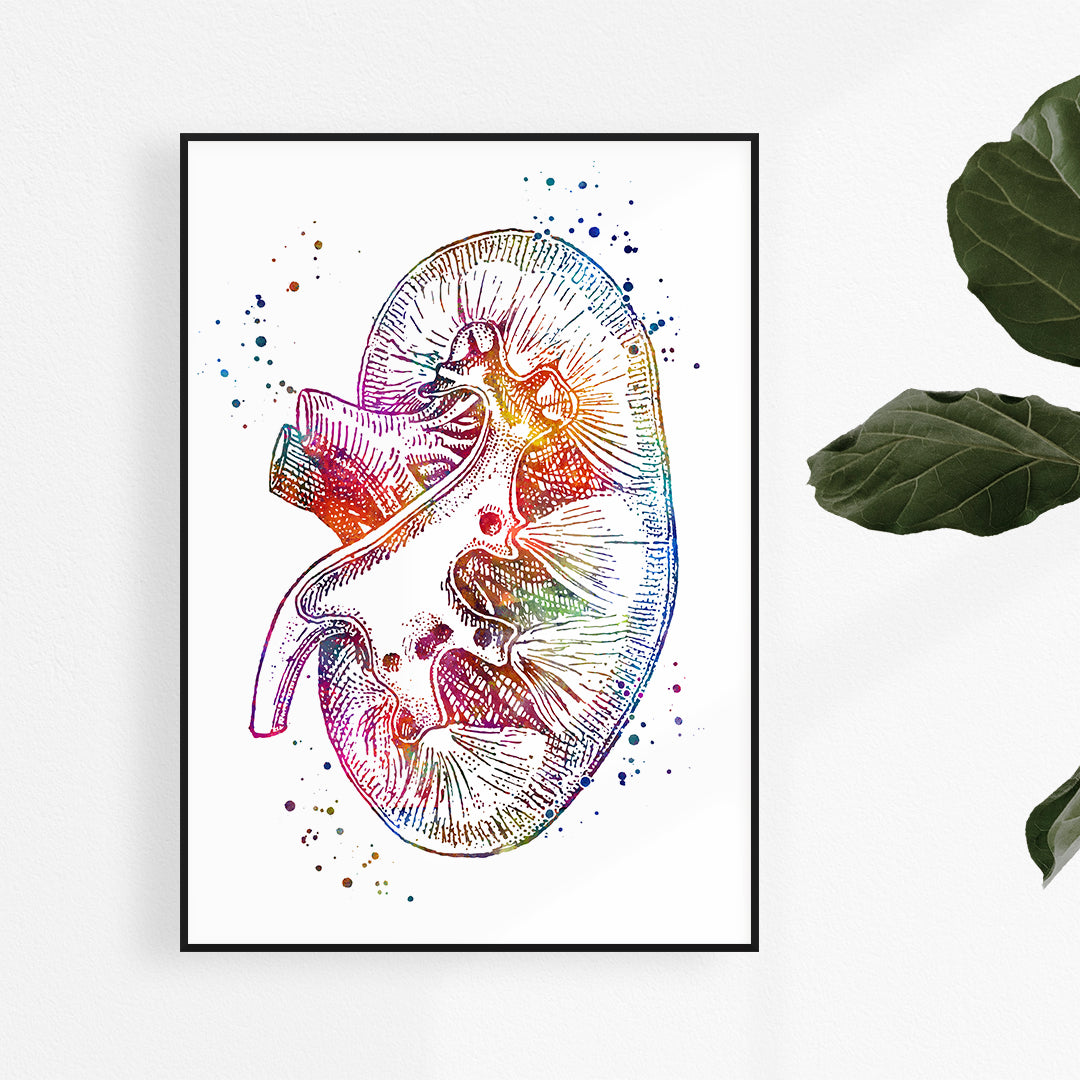 Vibrant kidney cross section watercolor art print, ideal for medical decor in urology or nephrology clinics