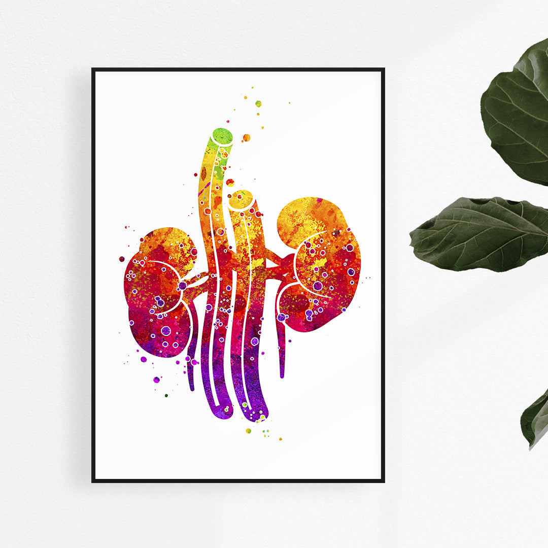 Colorful kidneys watercolor anatomy art print, perfect for urology office decor or medical-themed spaces