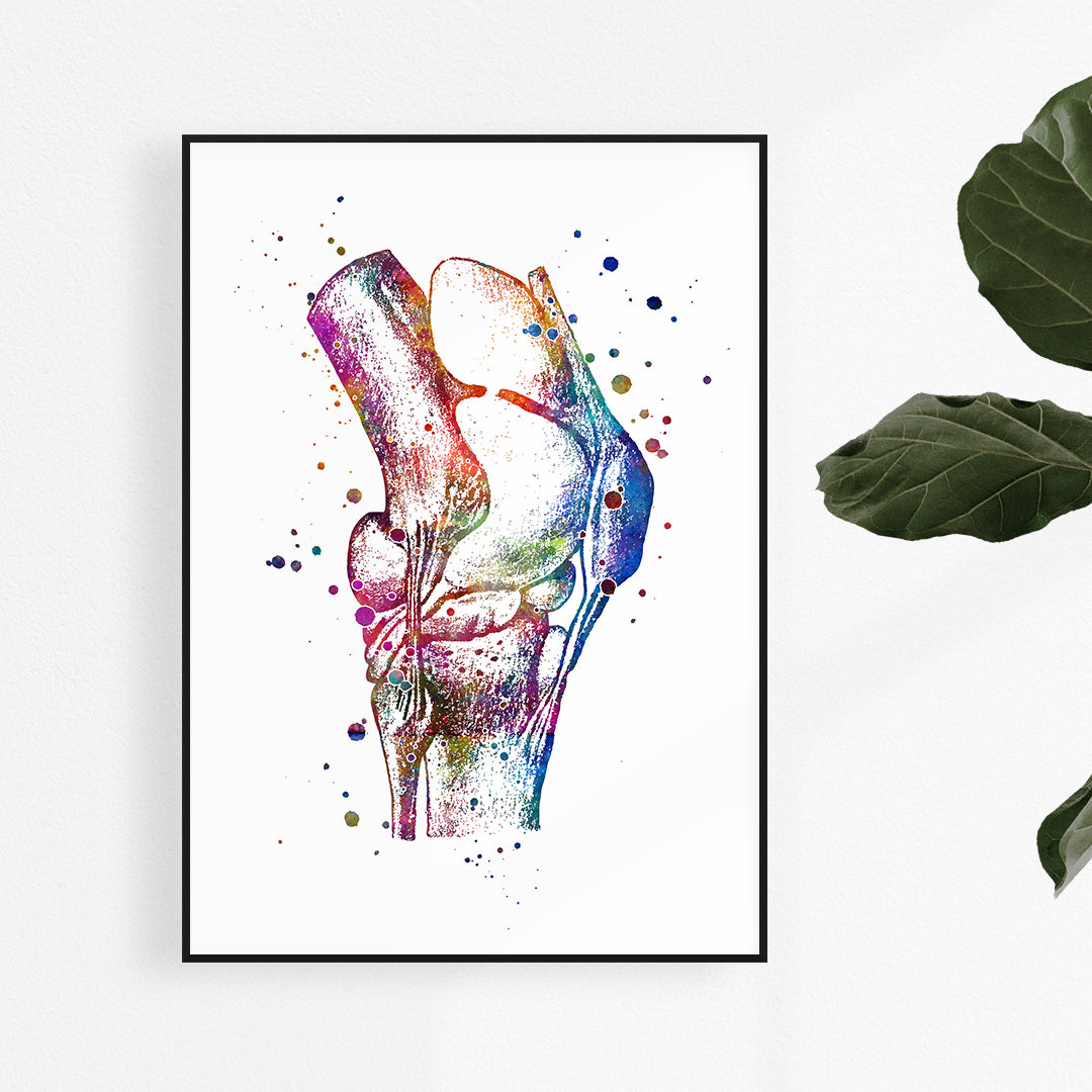 Knee anatomy watercolor print showcasing detailed joint structure, ideal for orthopedic decor