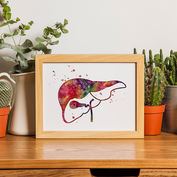 Liver and Gall Anatomical Watercolor Print