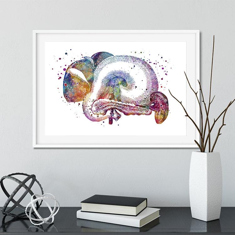 Liver Pancreas Spleen Stomach Gallbladder Anatomical Art Print