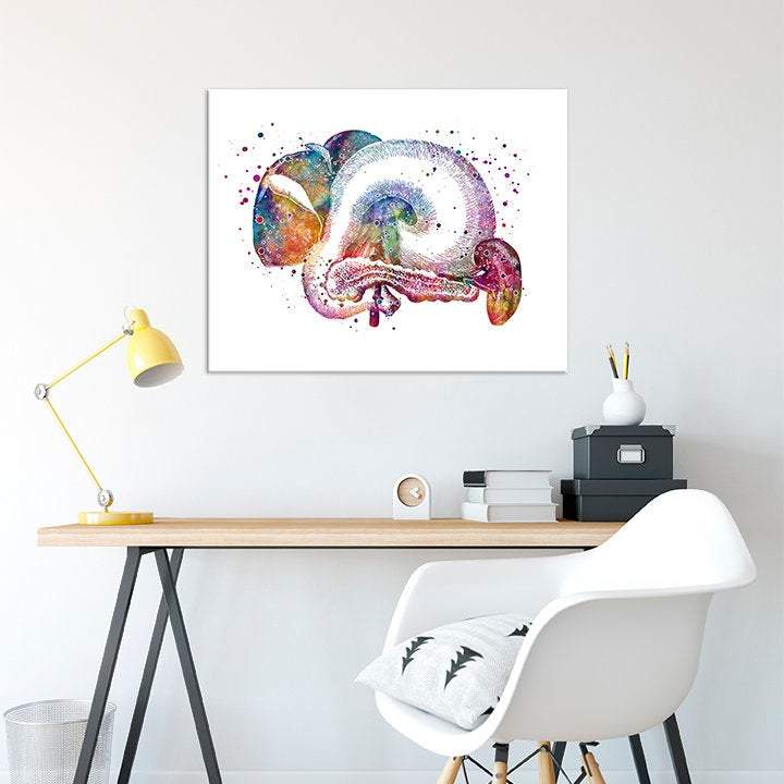 Liver Pancreas Spleen Stomach Gallbladder Anatomical Art Print