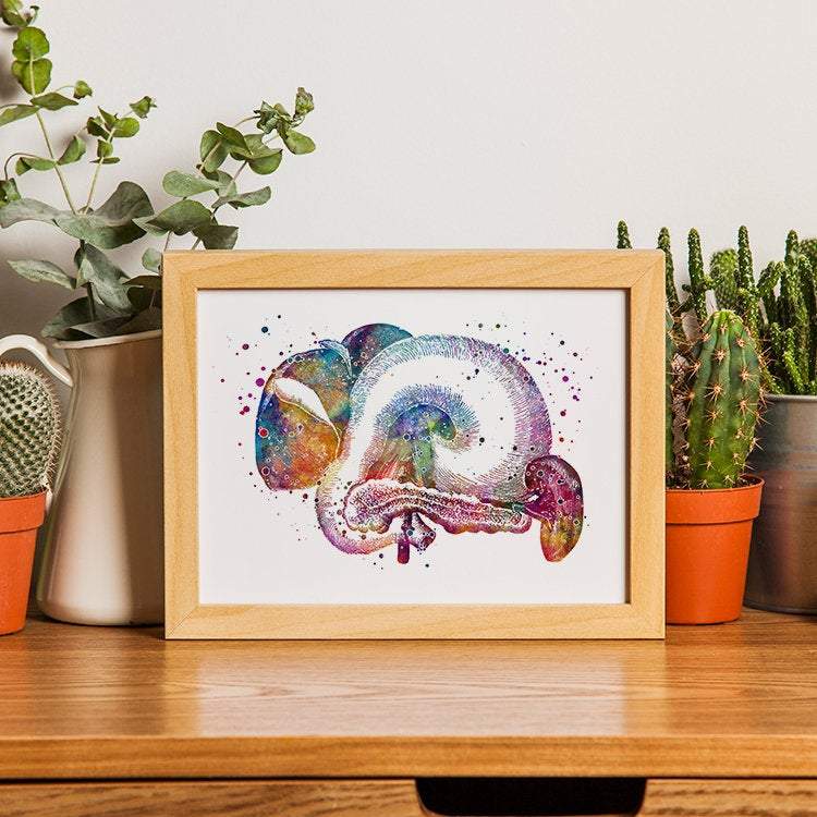 Liver Pancreas Spleen Stomach Gallbladder Anatomical Art Print
