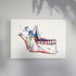 Jaw Anatomy Art – Colorful Mandible Print for Dental Office