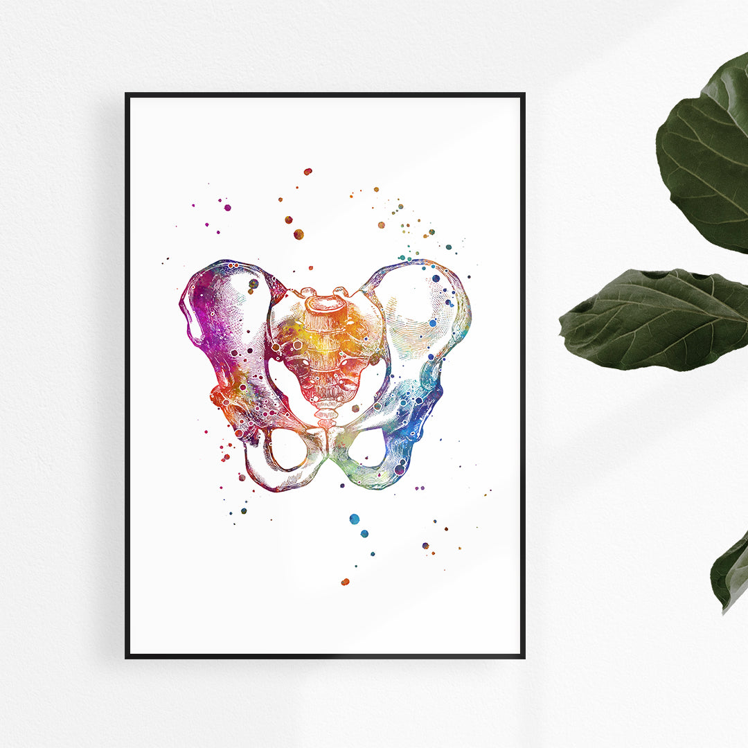 anatomy pelvis watercolor art print 