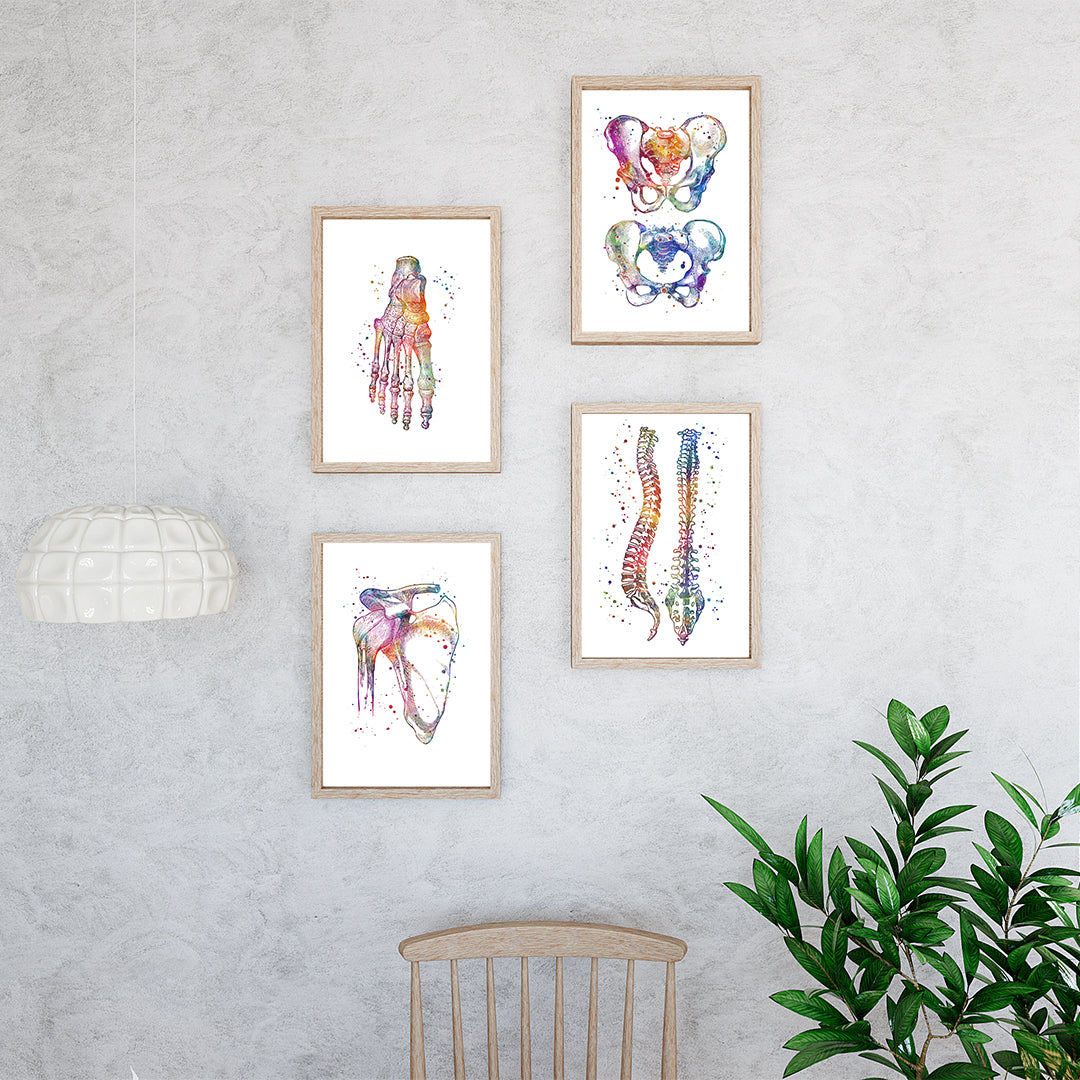 Anatomical Set of 4 Colorful Prints - Physiotherapist Office Decor