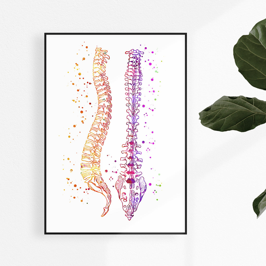 Designed with medical professionals in mind, this human spine watercolor print is an eye-catching representation of spinal anatomy. 