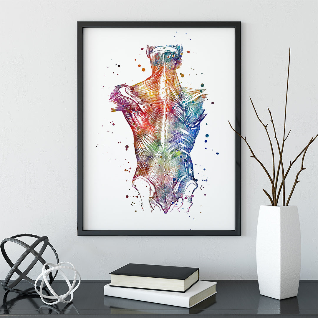 Back Muscles Anatomical Watercolor Art Print