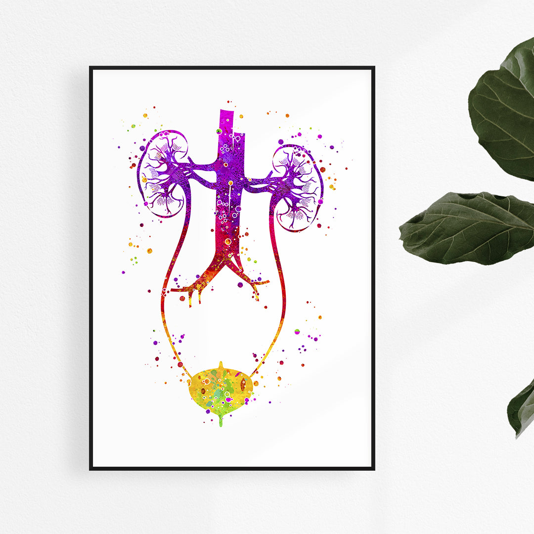 Colorful urinary tract watercolor print, a detailed anatomical illustration perfect for urology clinic decor.