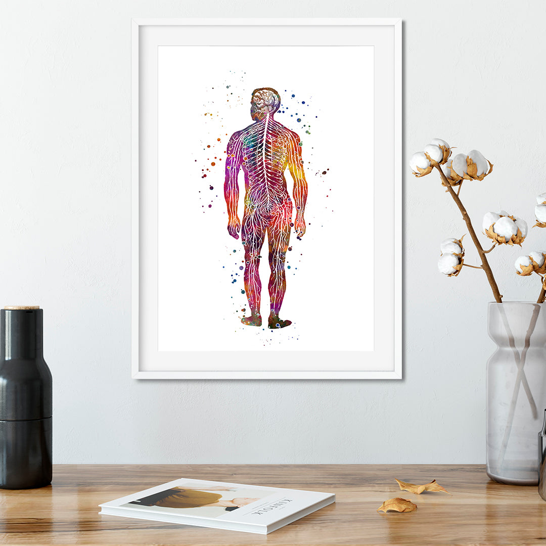 Watercolor anatomy art of the human nervous system, a unique educational print for medical schools or clinics.