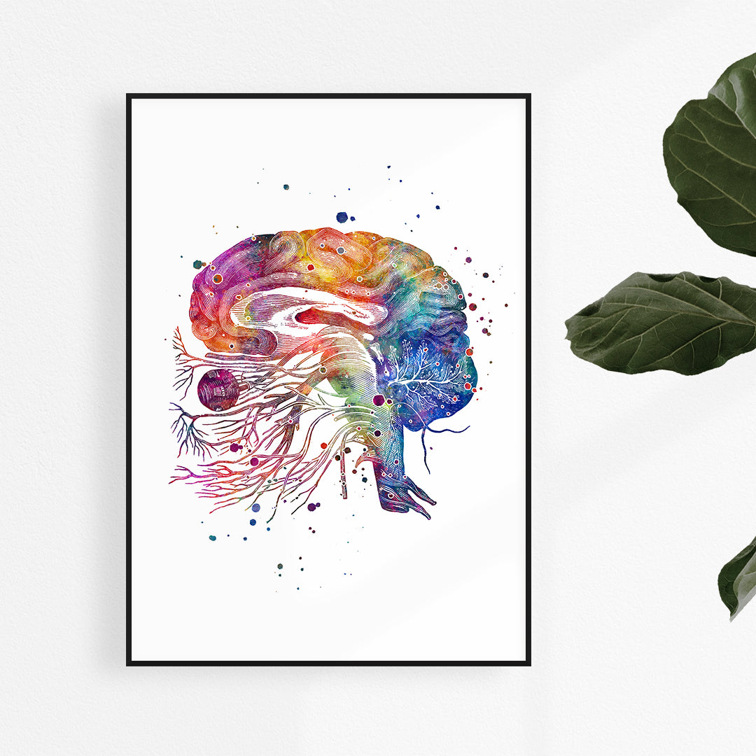 Detailed watercolor anatomy print of brain and cranial nerves, ideal for medical offices or neuroscience enthusiasts.