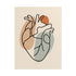 Minimalist one line anatomical heart illustration with warm neutral shapes on beige