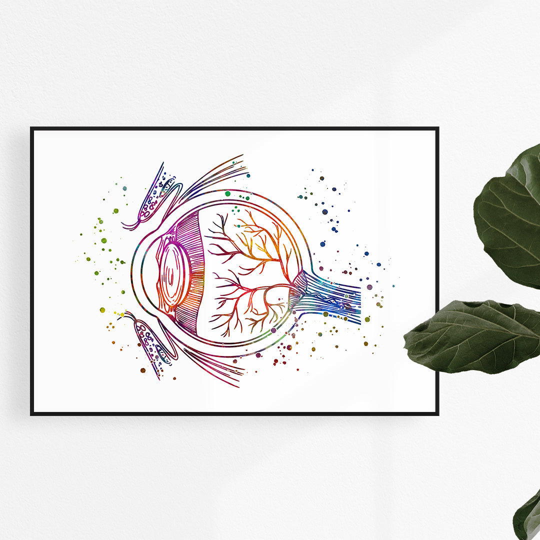 Vibrant watercolor eye anatomy print, perfect for medical offices or home decor