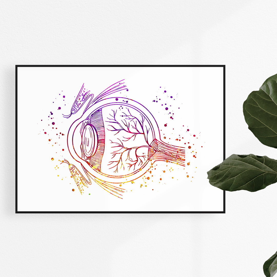 Human eye anatomy watercolor art print, ideal decor for ophthalmology clinics and offices