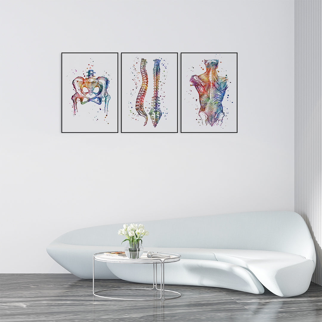 Chiropractic Art Set of 3 Anatomical Prints