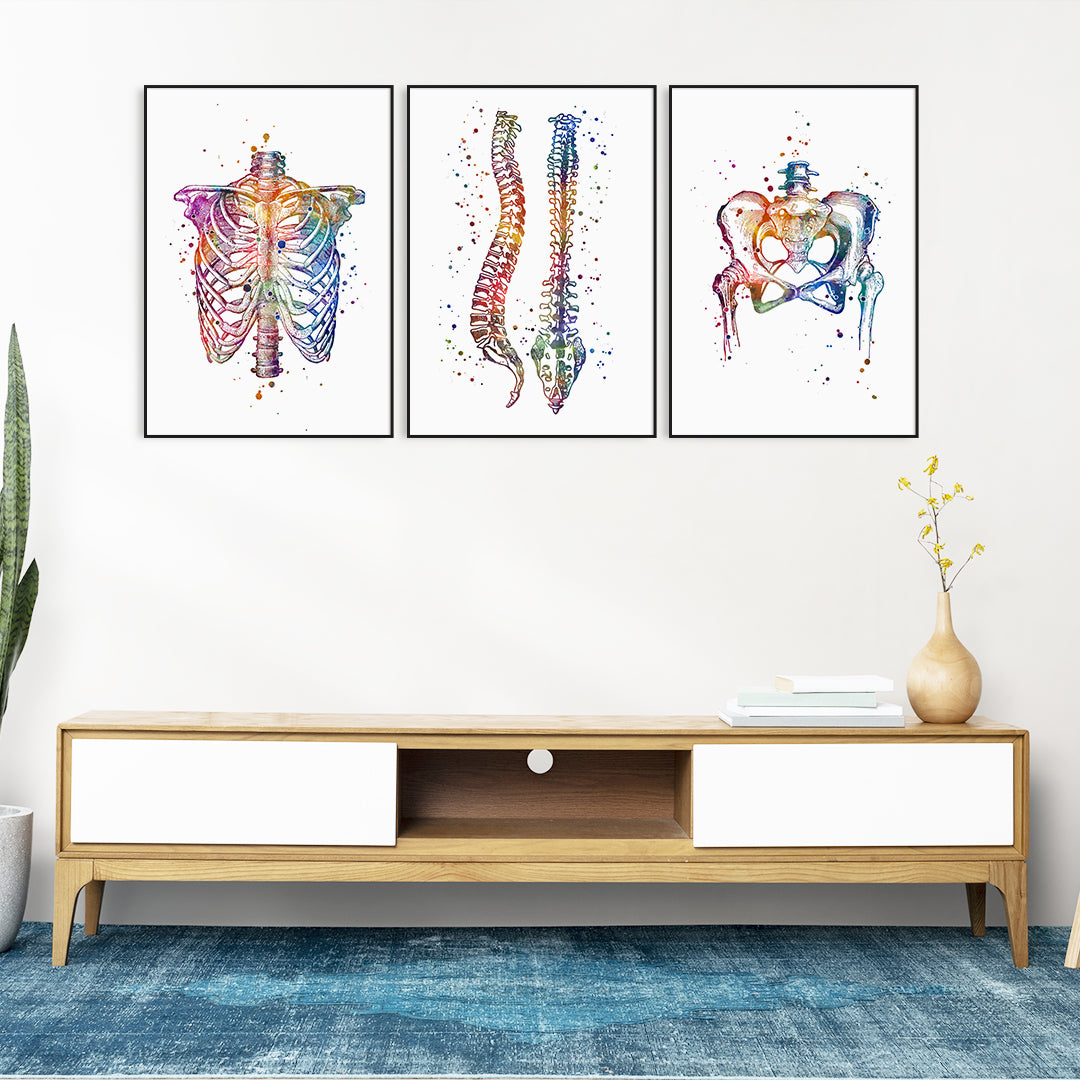 Colorful watercolor prints of spine, rib cage, and pelvis for chiropractic wall decor.