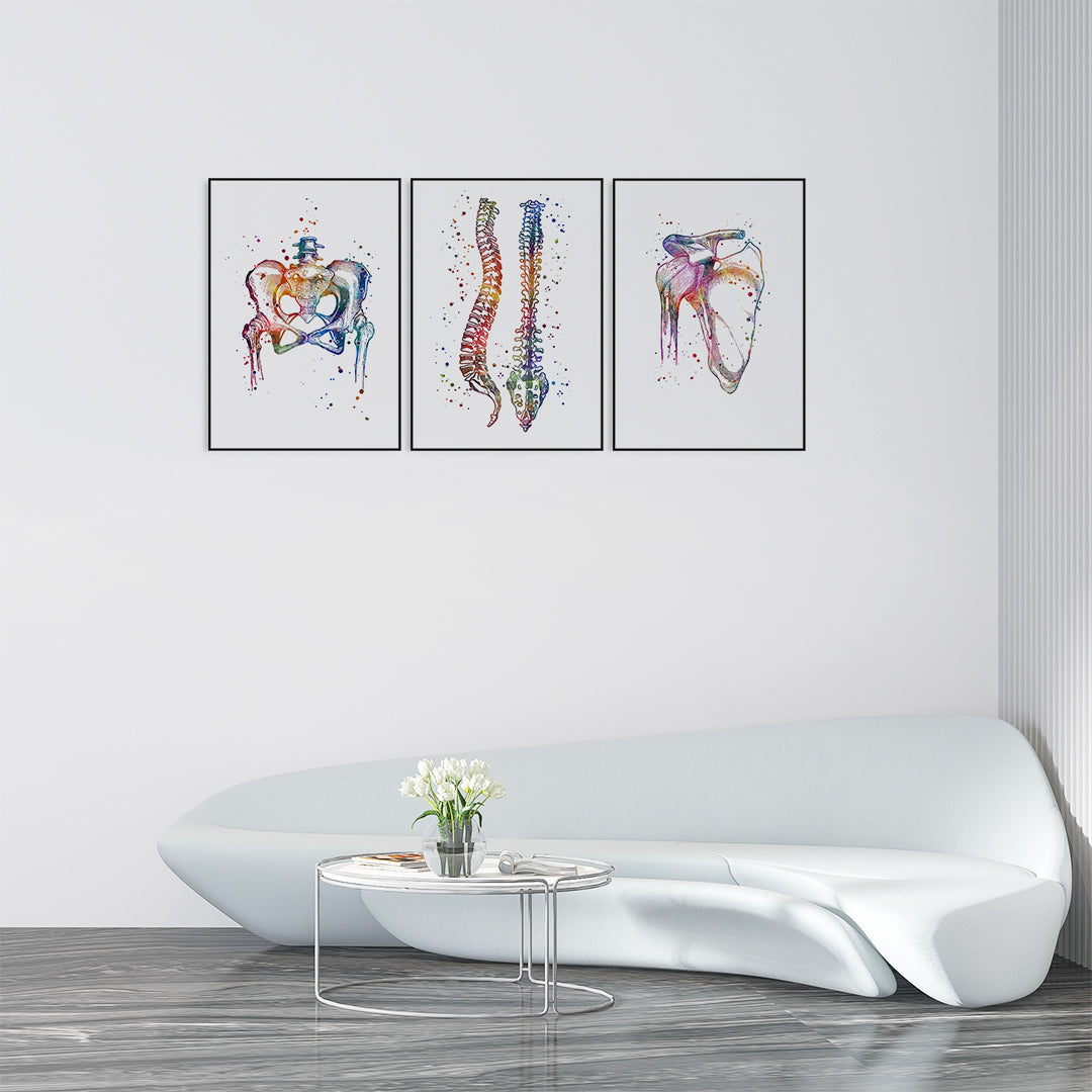 Pelvis Spine and Shoulder Joint Set of 3 Anatomy Pritns