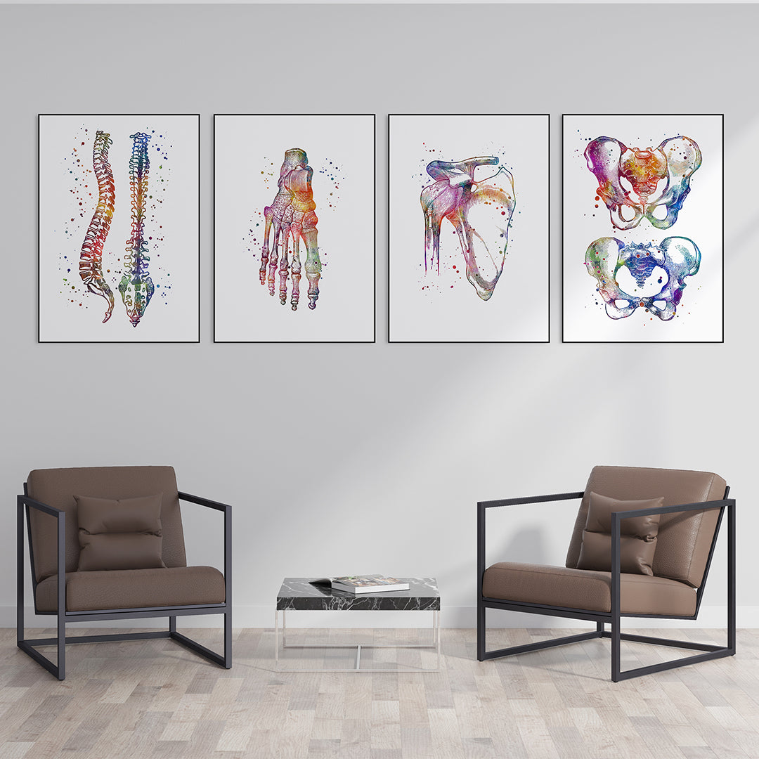 Anatomical Set of 4 Colorful Prints - Physiotherapist Office Decor