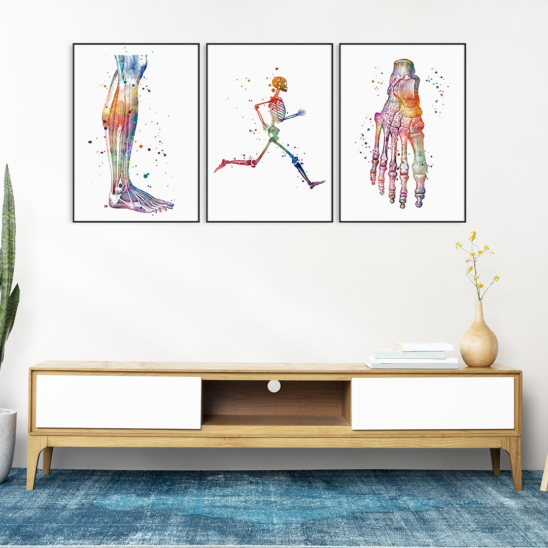 Colorful foot and ankle anatomy watercolor posters for orthopedic surgery clinics.