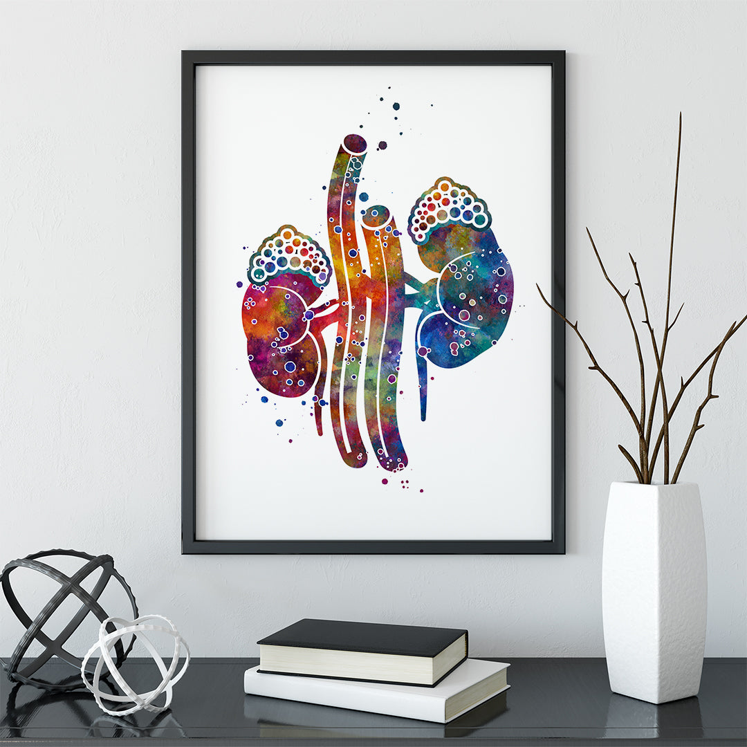 Kidney and adrenal gland art print for medical professionals and students.