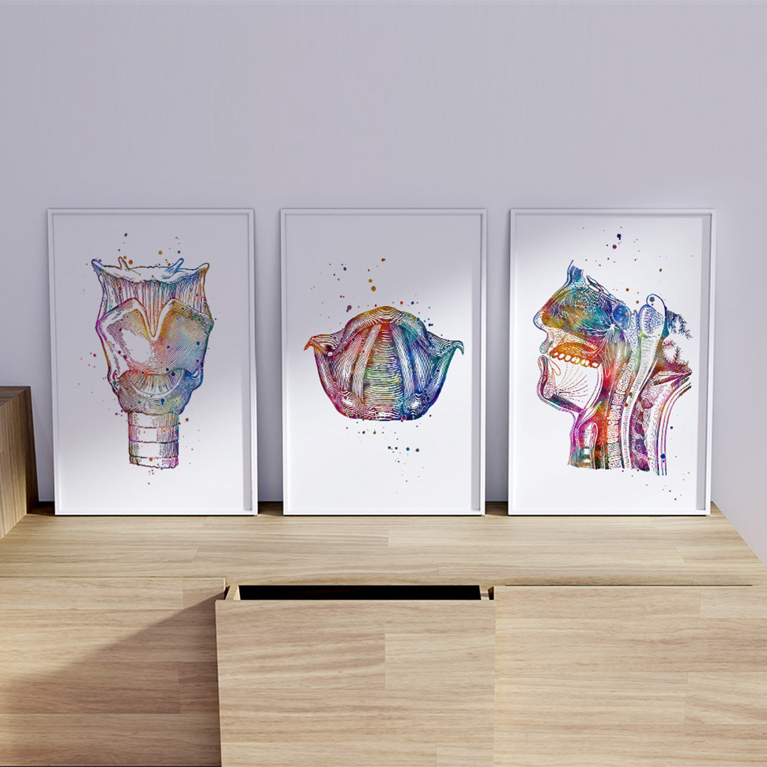 Anatomy watercolor prints for speech-language pathologists office decor.