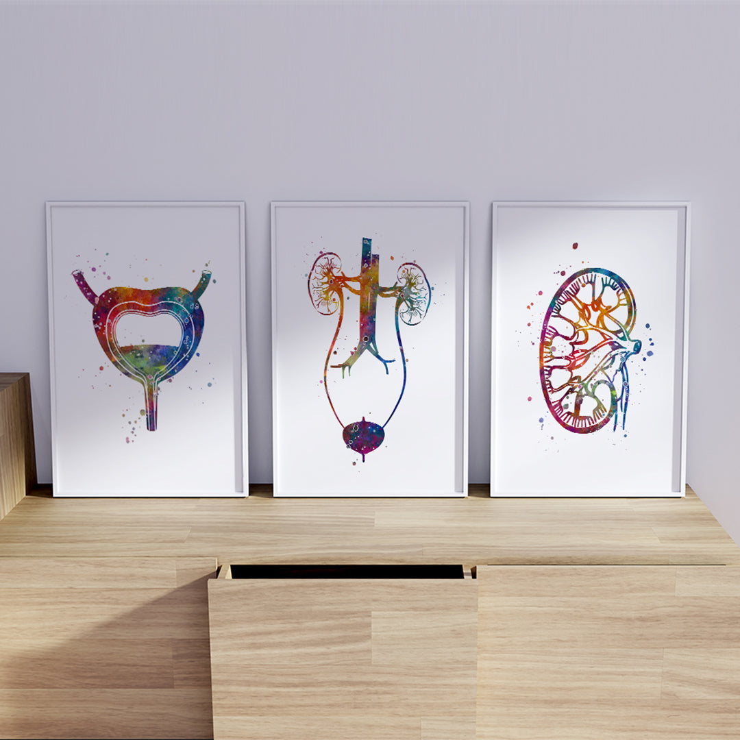 Kidney, bladder, and urinary system watercolor anatomical art set.