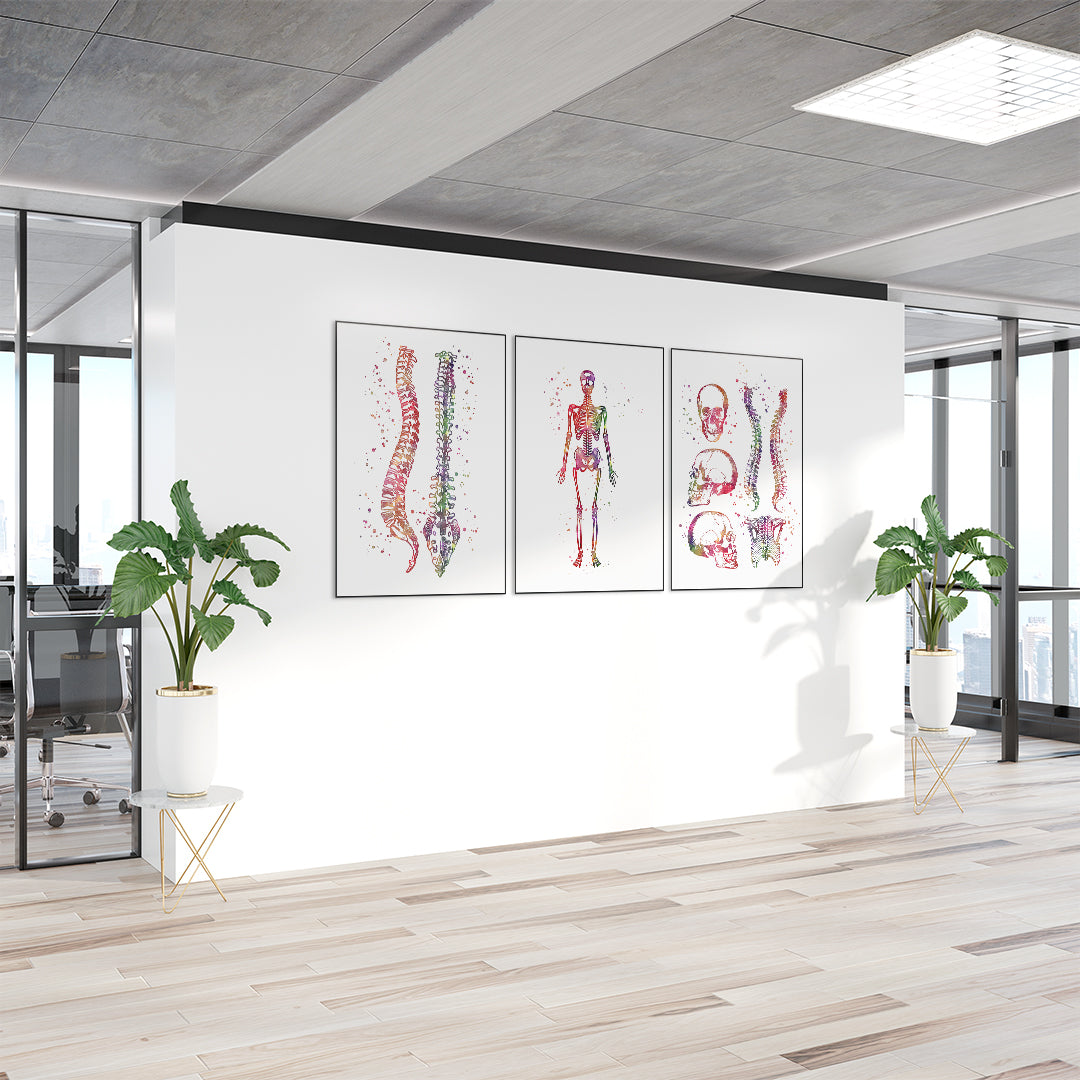 Set of 3 anatomy prints for chiropractic clinic wall decor