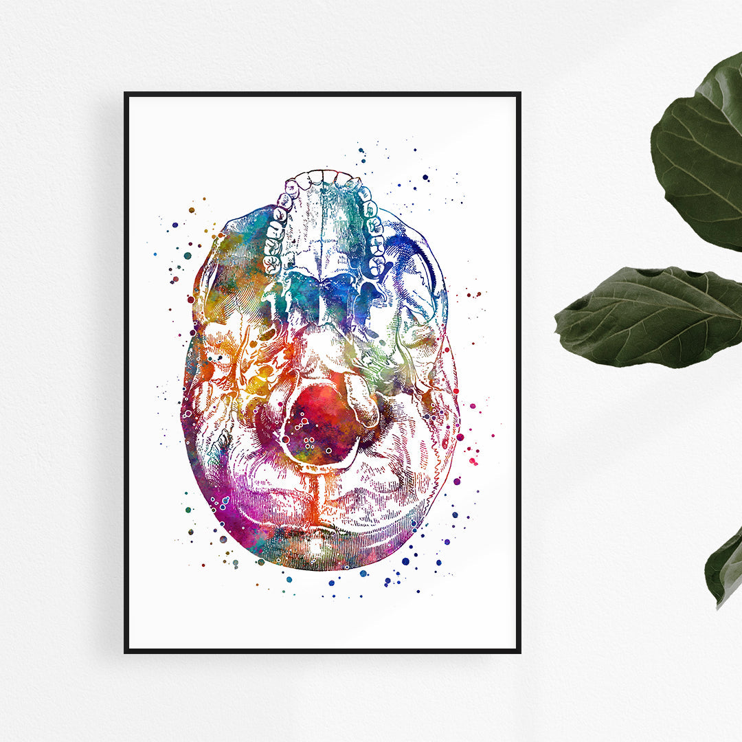 Bottom View Skull Watercolor Art Print