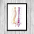 Spinal Column Human Spine Anatomical Watercolor Art Print