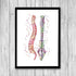 Spine Skeleton and Vertebral Bones Set of 3 watercolor prints