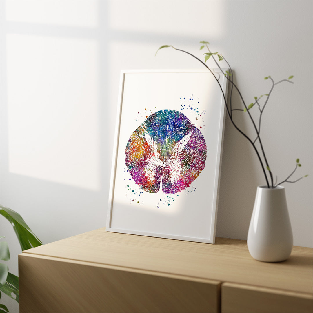 Thoracic Spinal Cord Cross Section Art Print