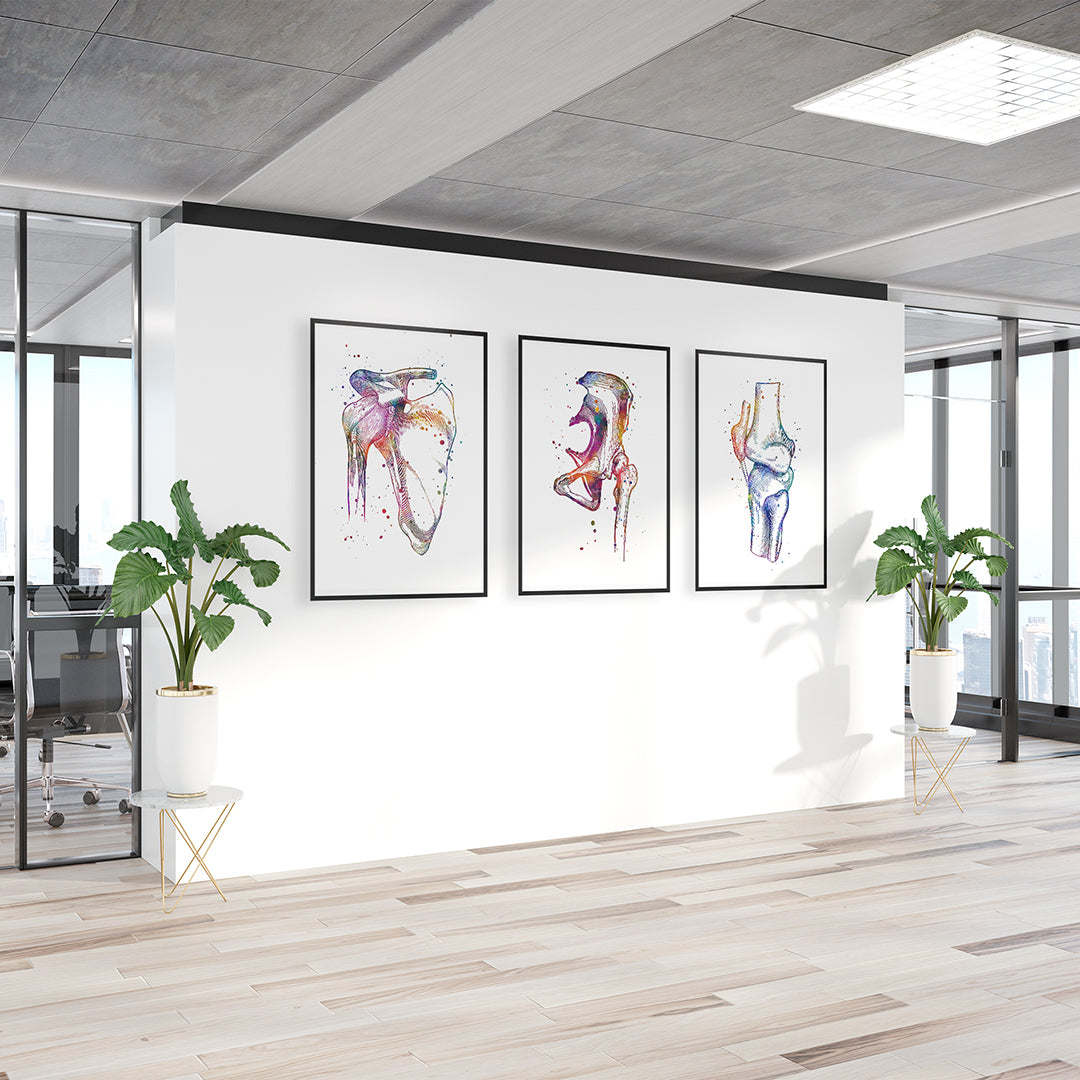 Set of 3 watercolor prints of hip, knee, and shoulder joints, ideal for orthopedic clinics, joint replacement offices, and physiotherapy decor.