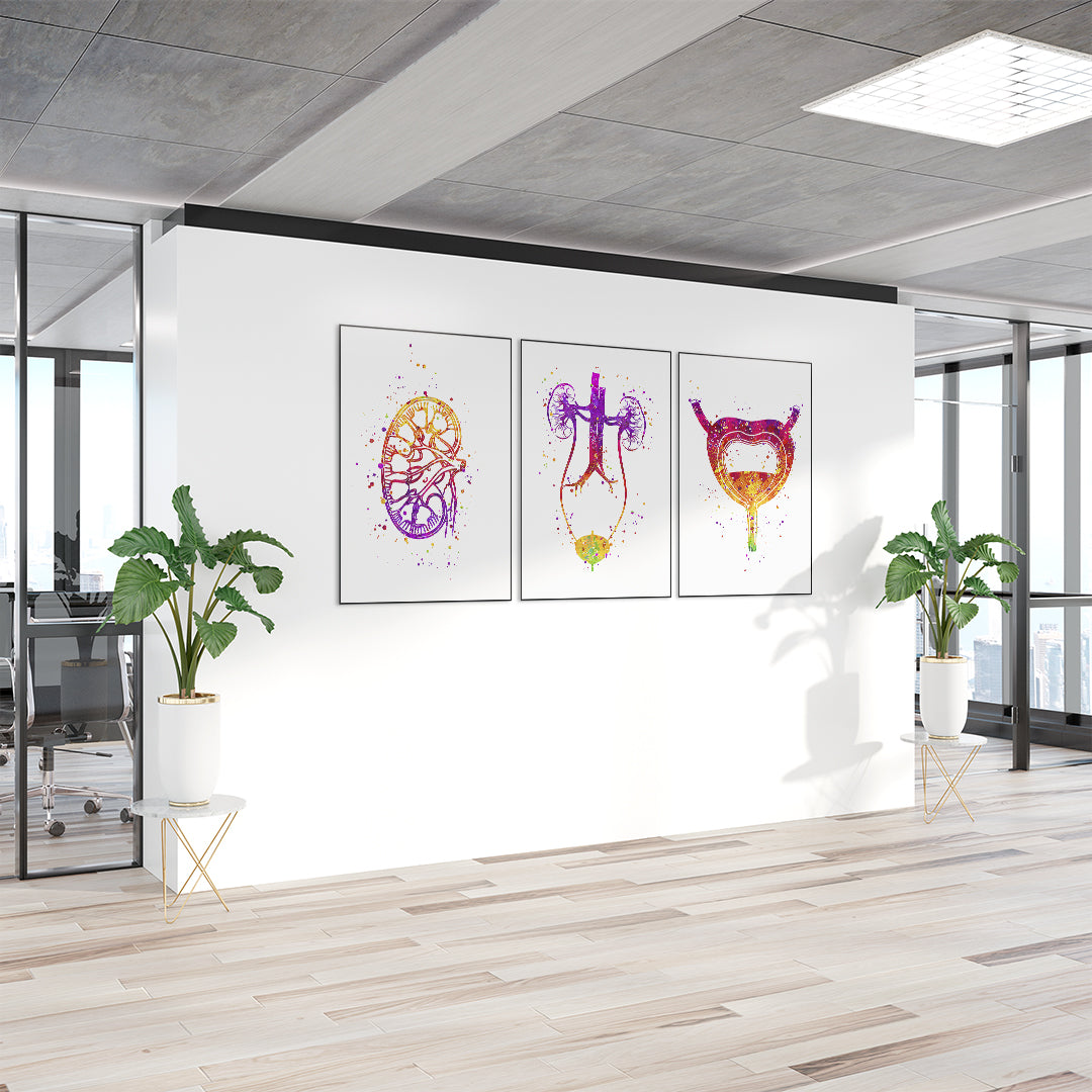 Set of 3 urology-themed watercolor art prints, bringing vibrant medical anatomy to clinic walls and doctor’s offices