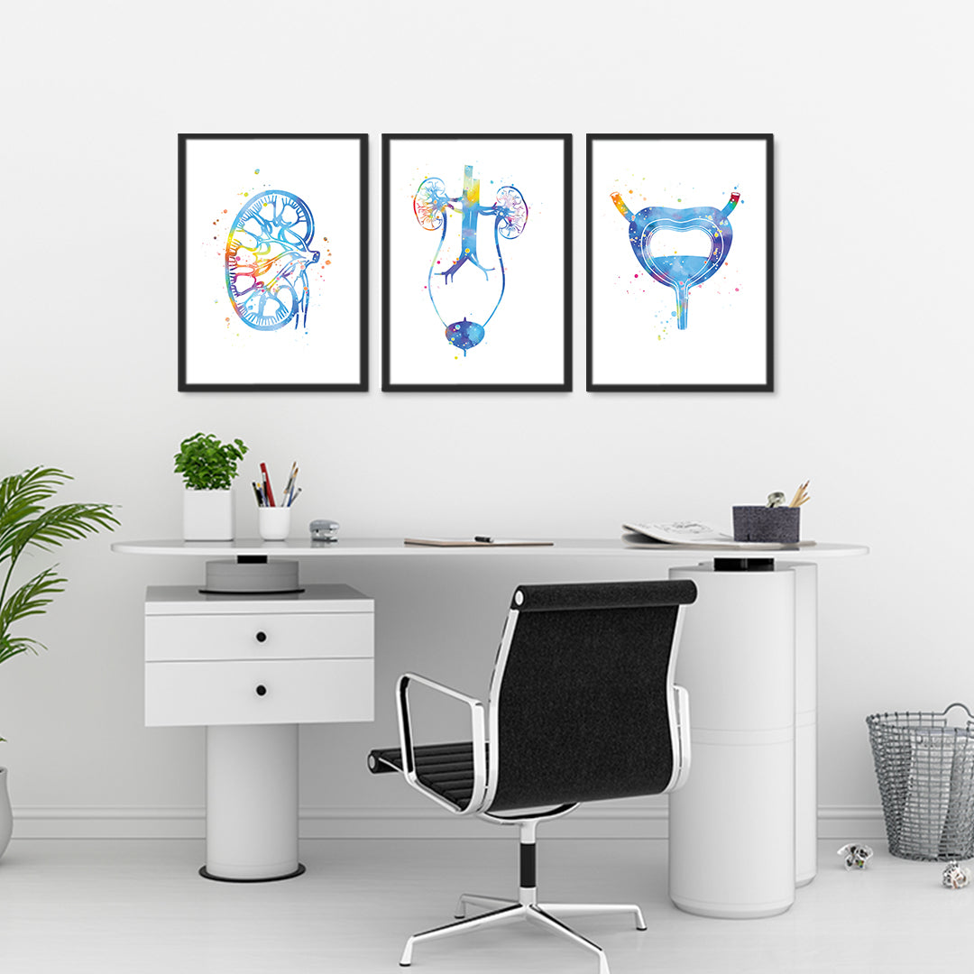 Three-piece anatomical watercolor print set for urology professionals, perfect for clinic walls or medical office decor.