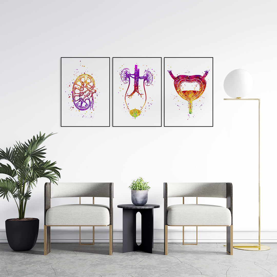 Detailed anatomical watercolor prints, featuring urology system illustrations, ideal decor for hospitals or urology practices