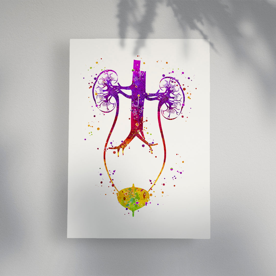 Anatomical Urology Illustration - Urinary Tract Watercolor Print