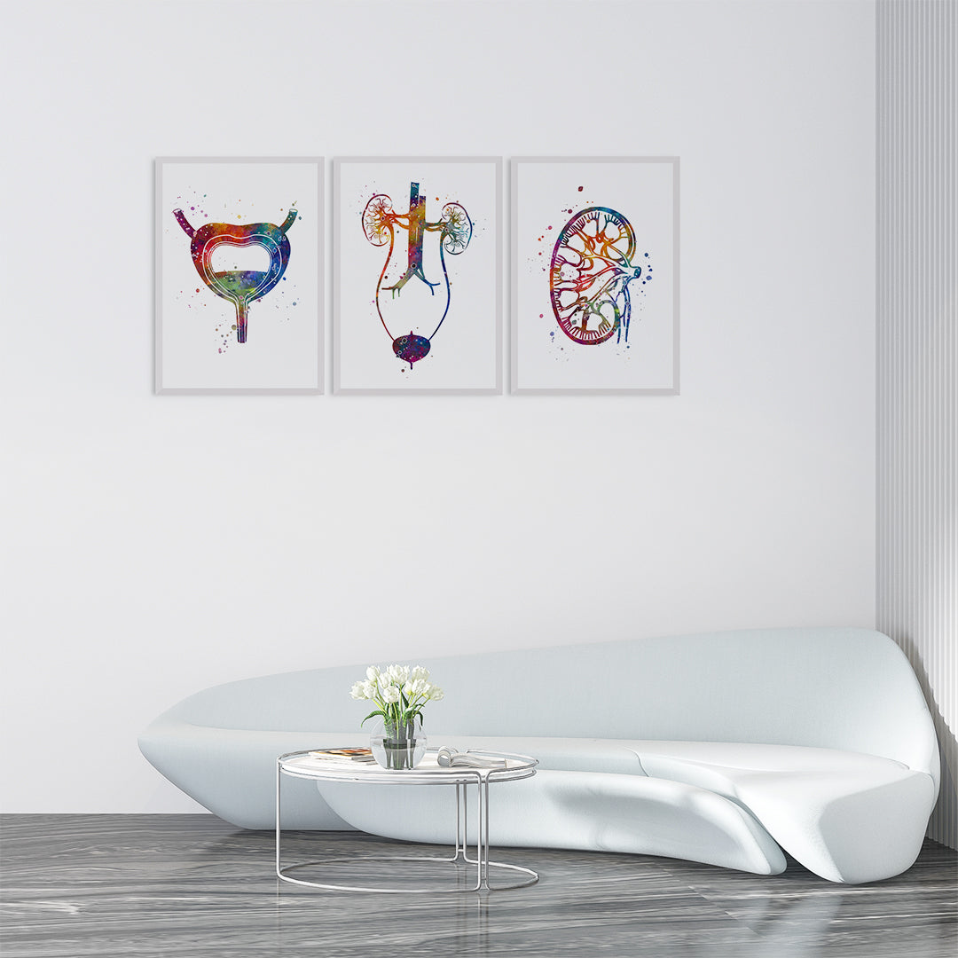 Urology Watercolor Anatomical Art Prints Set of 3