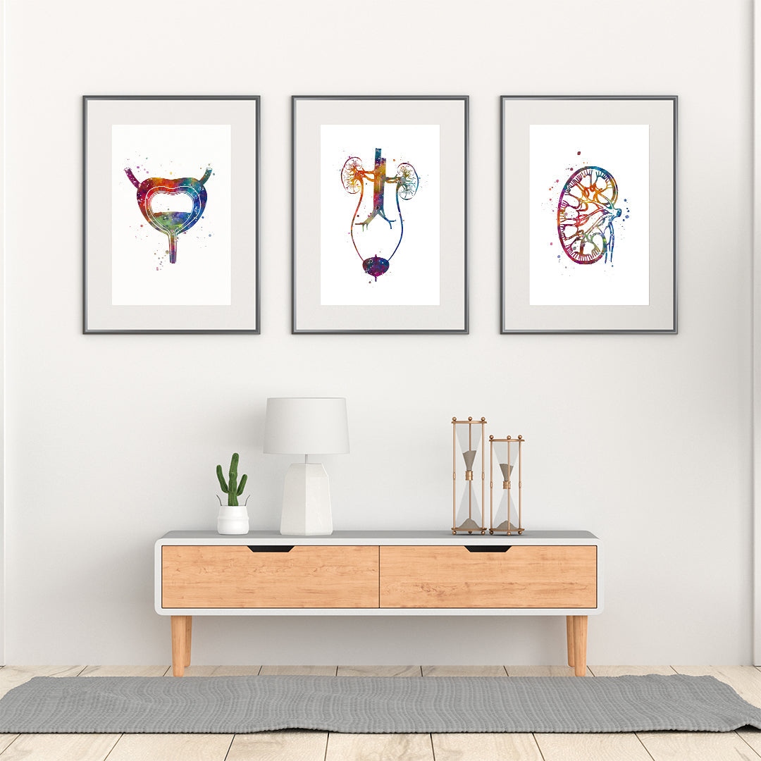Urology Watercolor Anatomical Art Prints Set of 3