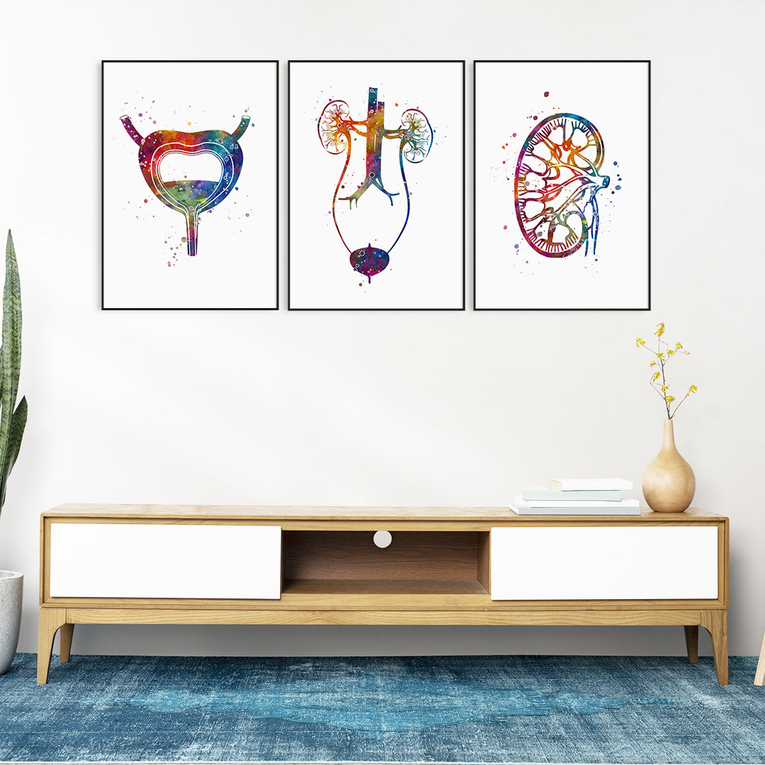 Set of 3 urology watercolor prints featuring kidneys, bladder, and urinary system.