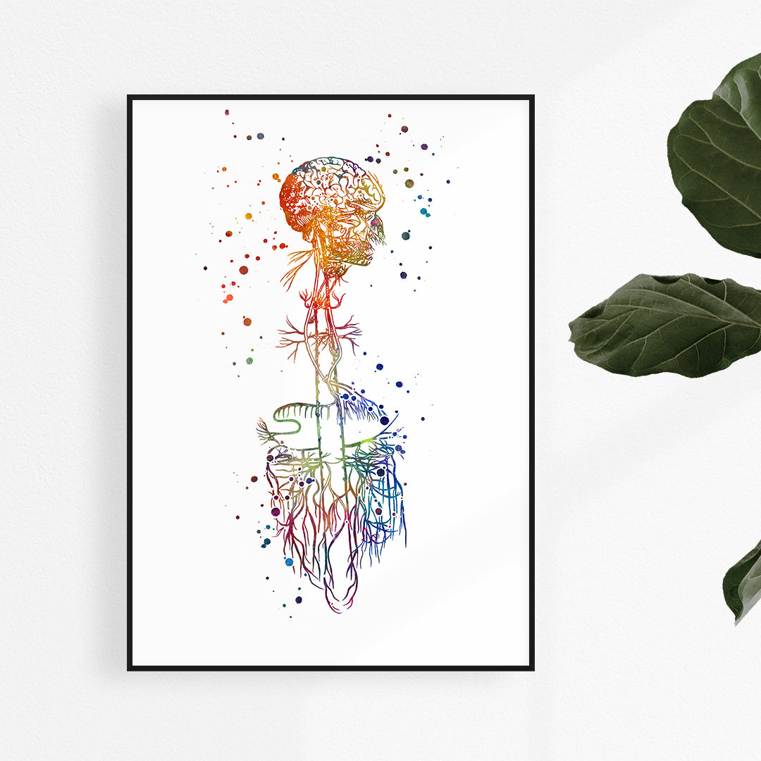 Vibrant watercolor art print of the Vagus Nerve on premium textured paper.