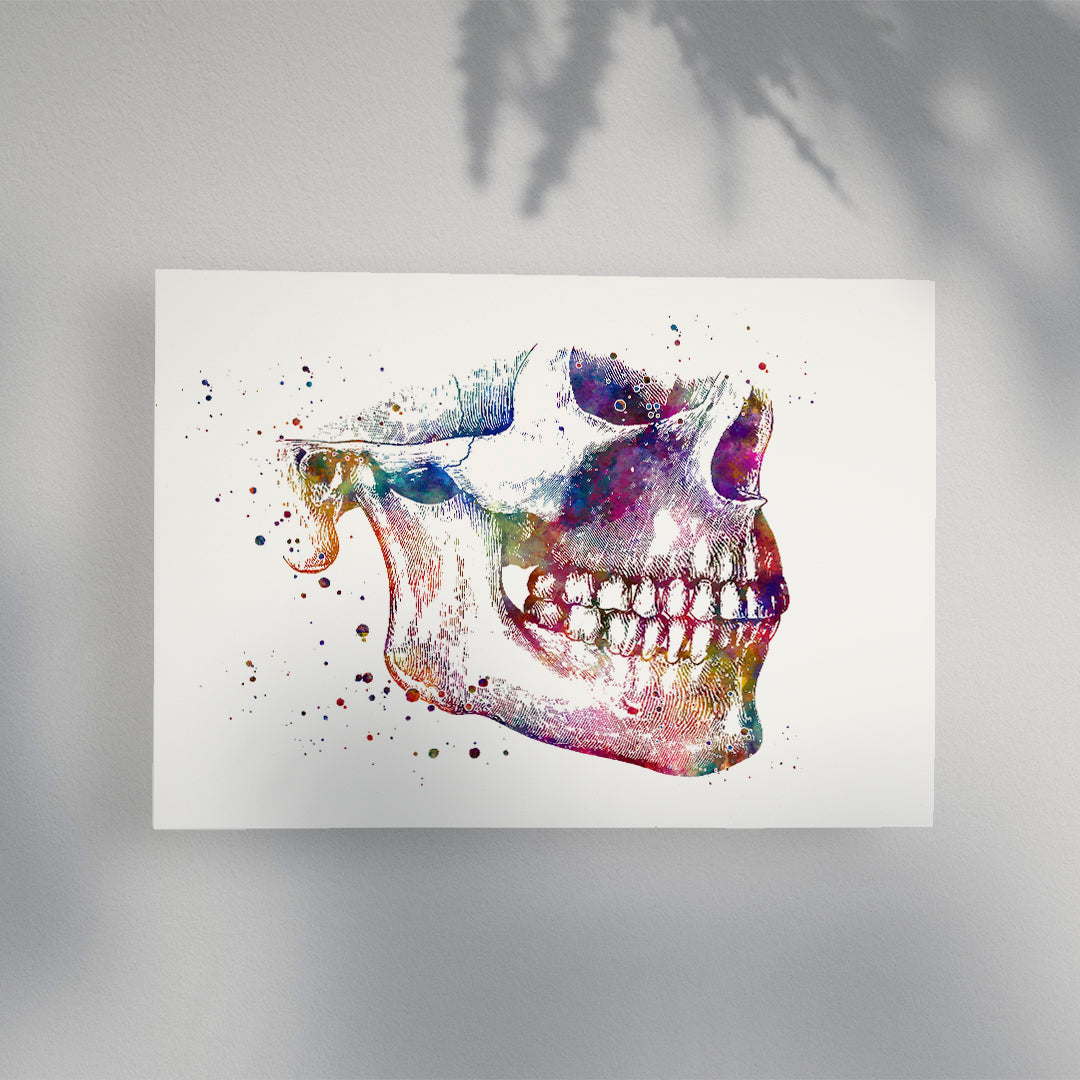 Mandible and Maxilla - Lower Jaw and Upper Jaw Anatomical Print