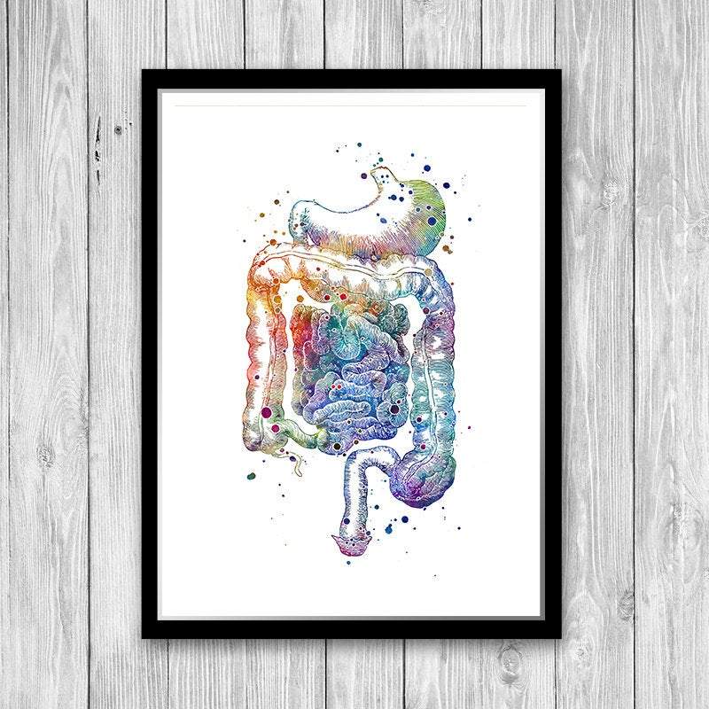 Digestive system poster, Internal Organs Anatomy Art Print - PrintsFinds