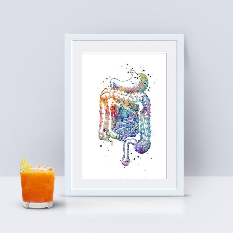 Digestive system poster, Internal Organs Anatomy Art Print - PrintsFinds