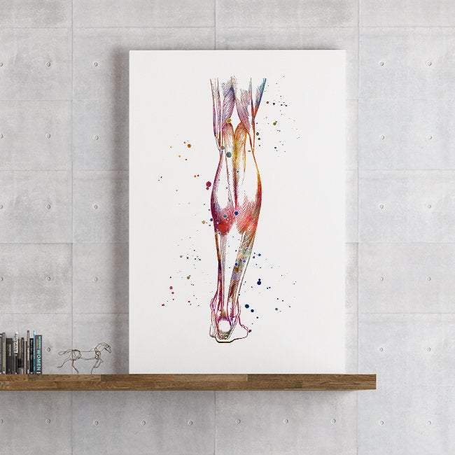 Human Calf anatomy art print - PrintsFinds