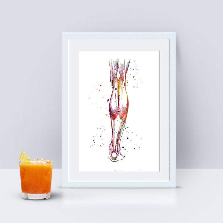 Human Calf anatomy art print - PrintsFinds