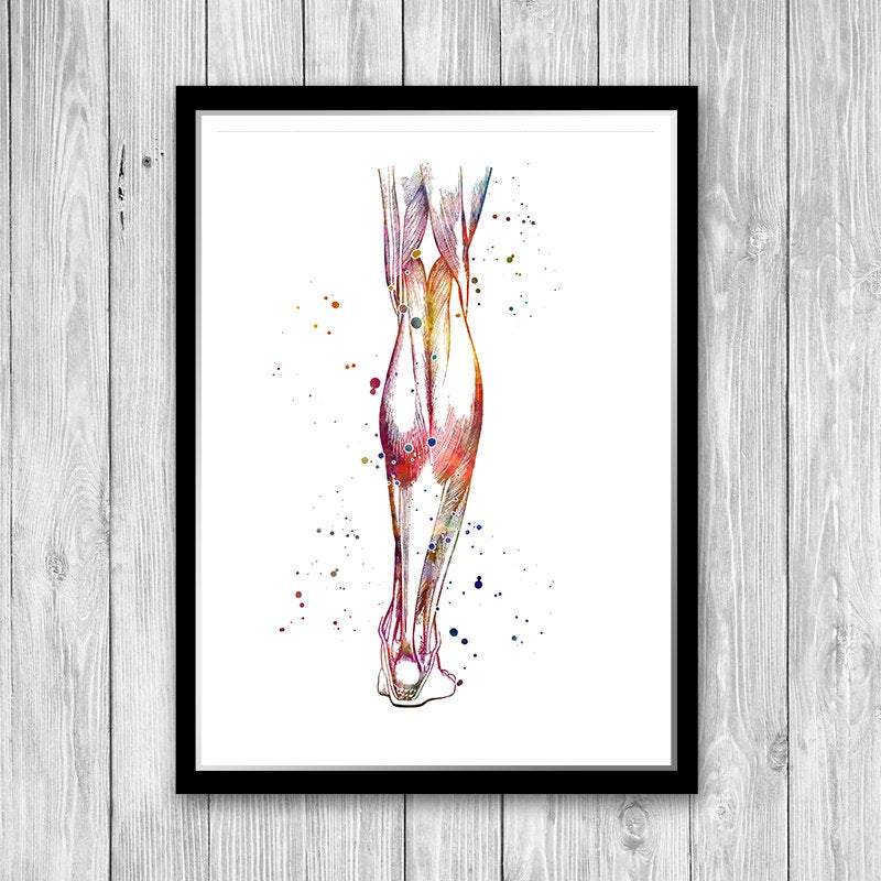 Human Calf anatomy art print - PrintsFinds