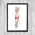 Human Calf anatomy art print - PrintsFinds