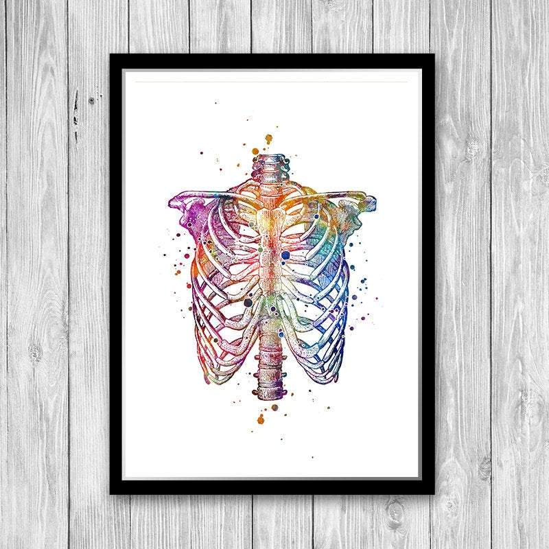 Human Chest Skeleton Rib Cage Thorax Anatomy Art - PrintsFinds